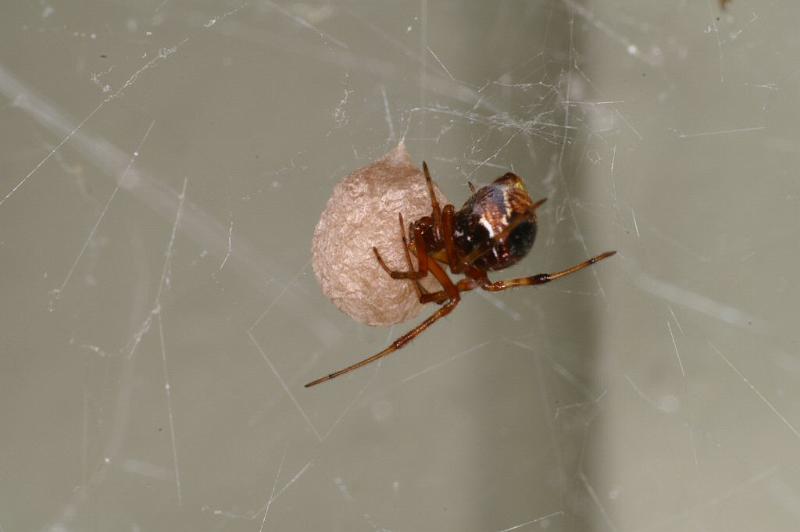 Theridion_ZZXYX_D4183_Z_85_Alexandra hills Brisbane_Australie.jpg